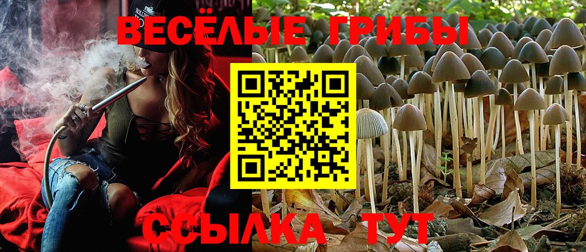 Новокубанск  Псилоцибиновые грибы Psilocybe  Вход с VPN 